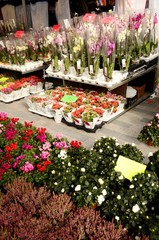 Marché dominical de la place du Miroir à Jette (Bruxelles) : Fleurs
