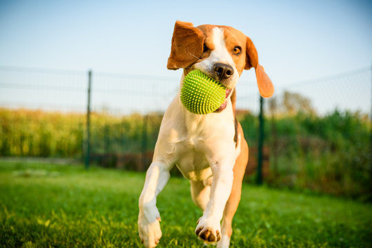 Dog beagle purebred running with a green ball on grass outdoors towards camera .