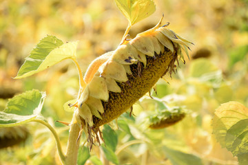 side view of a ripe sunflower macro shot, ripe helianthus annuus with yellow withered leaves just before the harvest