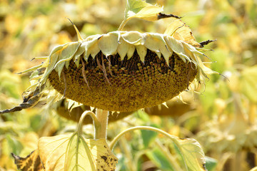 ripe big sunflower close-up view, ripe helianthus annuus with yellow withered leaves just before the harvest