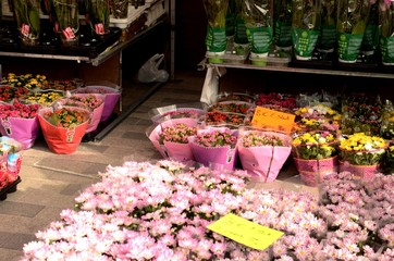 Marché dominical de la place du Miroir à Jette (Bruxelles) : Fleurs
