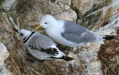 Adult Kittiwake with young on high chalk cliff.