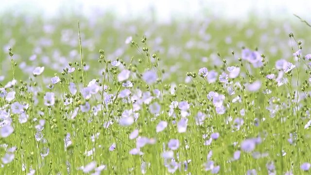 Summer country landscape : flax field blooming