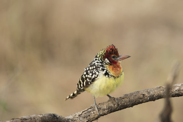 Red and Yellow Barbet, ( Trachyphonus erythrocephalus) , sitting on branch, looking right, with prominent red beak and red feathers. Tarangire National Park, Tanzania, Africa