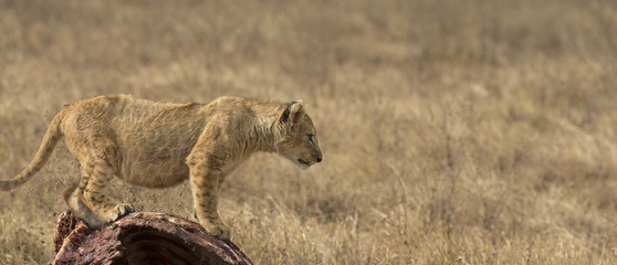 Lion cub, standing upright on carcass of wildebeest looking right, reading to jump. Tarangire National Park, Tanzania, Africa