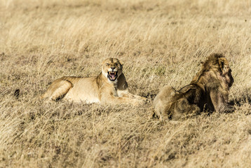 Lioness, facing camera, with mouth open showing teeth in angry growl. Lion sitting next to her looking right. Both sitting in dried field of grass. Tarangire National Park, Tanzania, Africa