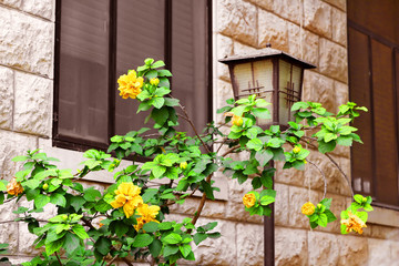 Yellow flowers near ancient building