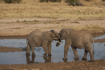 Obraz na płótnie Canvas Two baby elephants standing in water and play fighting during sunset, Ivory tusks visible. Tarangire National Park, Tanzania, Africa