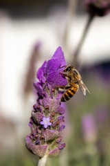 Lavender Bee