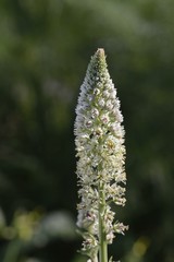 White upright mignonette (Reseda alba), Greece