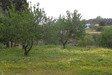 Nature and flowers in Arogostoli