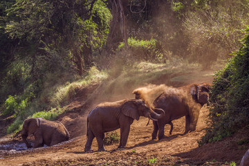 African bush elephant in Kruger National park, South Africa