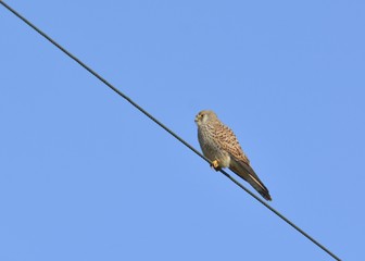 Lesser kestrel - Falco naumanni, Crete 