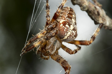 European garden spider on her web (Araneus diadematus)