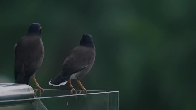 Two beautiful birds of the lane are sitting on the balkon and looking around, then fly away.