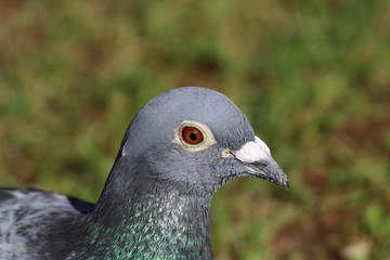 detail of the head, eye, beak and  feather post-pigeon
