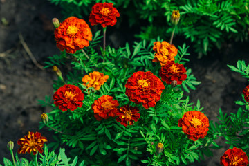 Beautiful bright orange Tagetes patula or French marigold flowers growing in the garden. Summer nature in bloom.