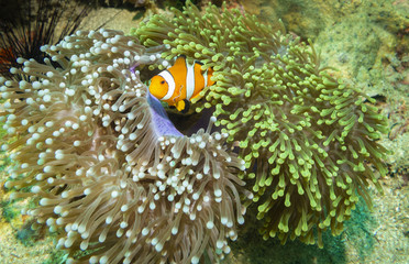 Anemone Clownfish