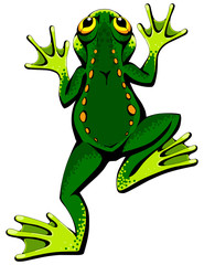 A little green spotted frog.