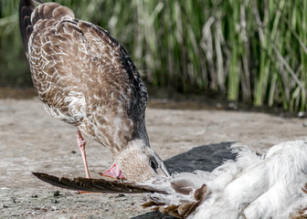 Close-up portrait of big gray brown seagull eating another dead bird on shore on a summer sunny day. Useful shoreline caregiver
