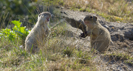 ground squirrels Spermophilus citellus on a meadow