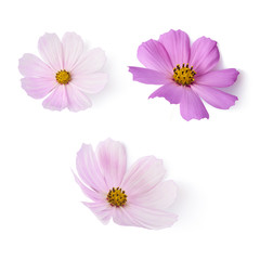 Beautiful pastel pink flowers isolated at white