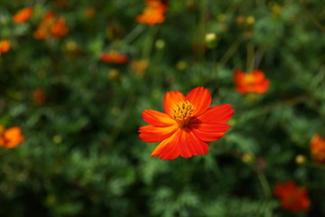 オレンジのコスモス