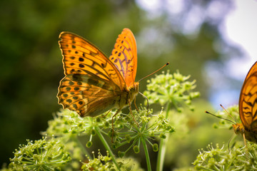 butterfly collects nectar