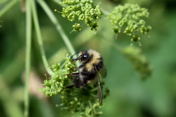 Bumblebee collects pollen