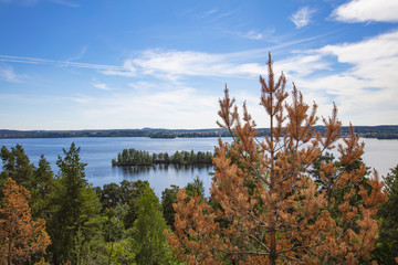 Colorful summer landscape from Finland. Pine has dried in the foreground. In the background is a blue lake.