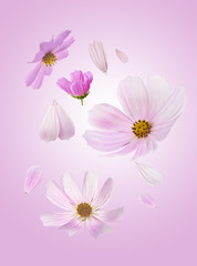 Beautiful flying pastel pink flowers