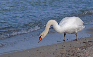 oh... ein Schwan...