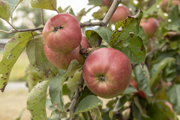 Schöne rote Äpfel an einem Zweig