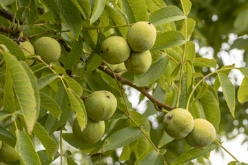 Walnussebaum voll mit Nüsse