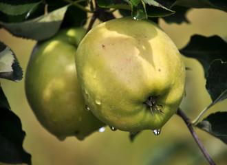 On the branches of a tree yellow apples mature