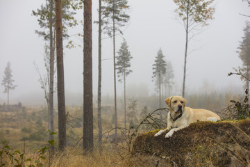 Obraz na płótnie Canvas A yellow labrador dog in a Finnish autumn forest. It is foggy and gray weather.