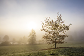 A very foggy autumn morning in Finland. There are autumn trees in the photo. The sun shines brightly in front.