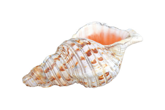 Polynesian Conch Shell Horn isolated on white background