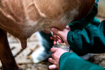 person milk a cow udder by hand