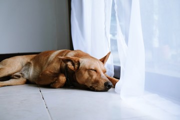Brown Sweet Funny dog with smile.