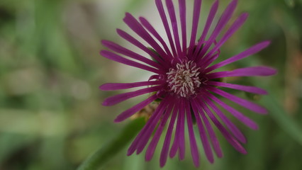 Obraz premium Fleur violette carpobrotus