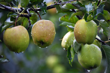 On the branches of a tree yellow apples mature