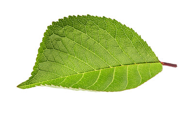 Cherry leaf isolated on white background Clipping Path