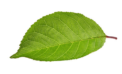Fototapeta na wymiar Cherry leaf isolated on white background Clipping Path