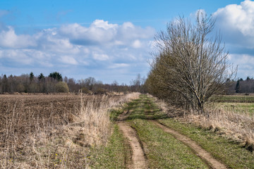 Fototapeta na wymiar spring, road through the field