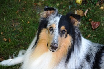  Blue Merle, Hundekopf, Collie, blue merle, collie, haustier, tier, shetland sheepdog, schäferhund, canino, breed, portrait, fell, shetland, hübsch, rau, säugetier, weiß, hirte, freund, braun, 