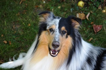 Collie Porträt Picture ,blue merle, collie, haustier, tier, shetland sheepdog, schäferhund,...