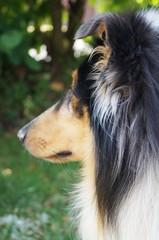 Collie, Schäferhund,Blue Merle,blue merle, collie, haustier, tier, shetland sheepdog,...