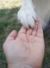 Hundepfote, shake hands,Deutsch Stichwörter (50)	 hand, weiß, tier, hübsch, haustier, katze,...