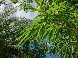 Obraz na płótnie Canvas background texture green bamboo tree